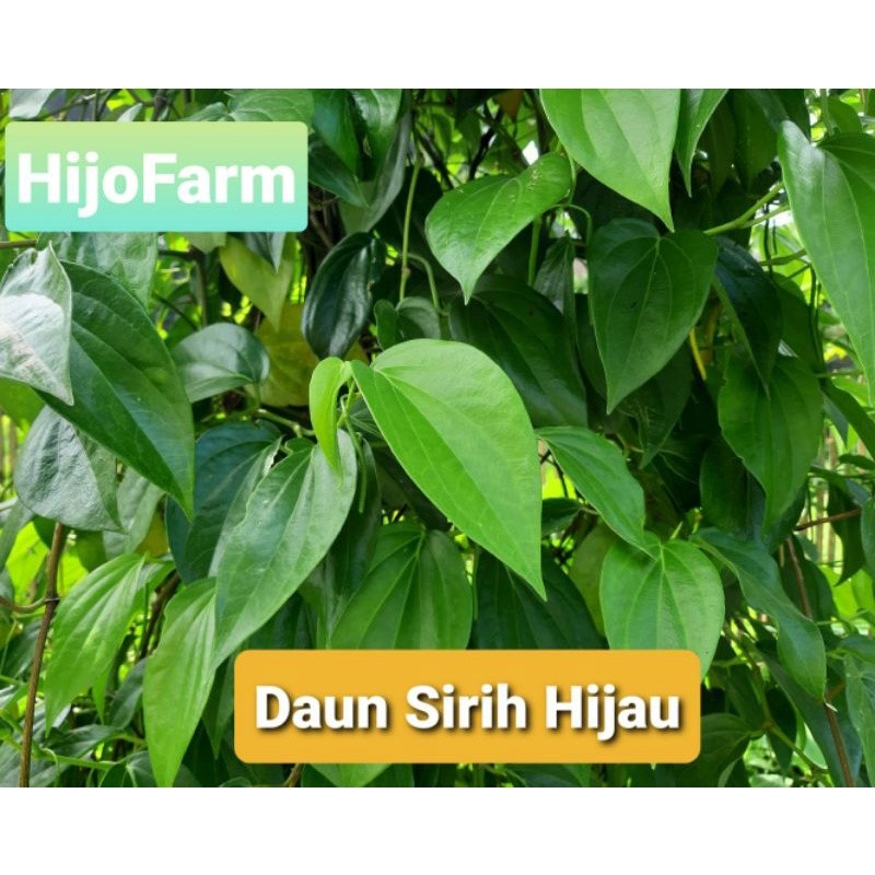 

Daun Sirih Hijau Segar Per Lembar termurah