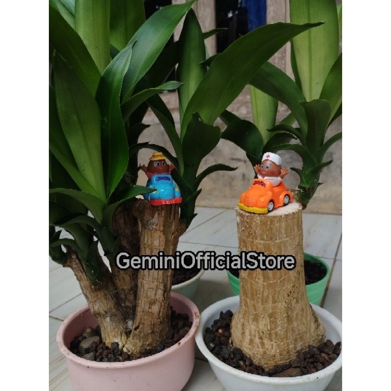 BIBIT Sttek Hanjuang bahan Bonsai Brazilian Wood Bonsai Pohon Hanjuang Bonsai" kreatif store"