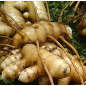 

*Kunyit Putih atau Temu Putih Asli dan Fres - Kualitas Terbaik 1 kg