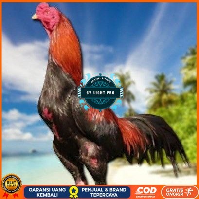 

telur ayam bangkok original bisa untuk di tetaskan CV LIGHT PRO