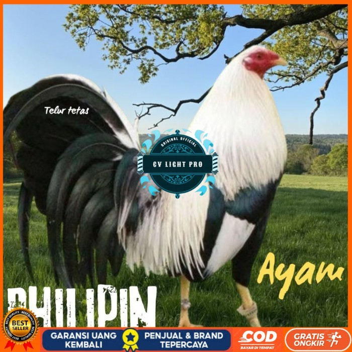 

telur ayam philipin asli AK47 bisa untuk di tetaskan super CV LIGHT PRO