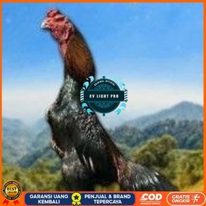

telur tetas ayam shamo hitam merah CV LIGHT PRO