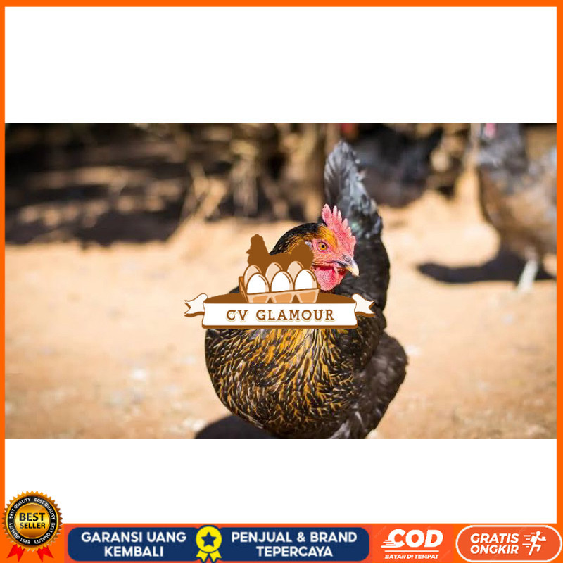 

TELUR FERTIL AYAM KUB AYAM MULTIGUNA INDUKAN TERSELEKSI UNTUK DI TETASKAN CV GLAMOUR