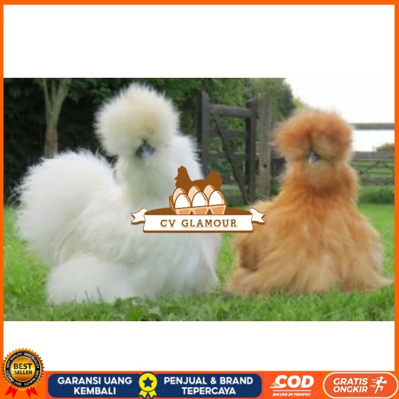 

TELUR AYAM HIAS AMERICAN SILKY UNTUK DI TETASKAN CV GLAMOUR