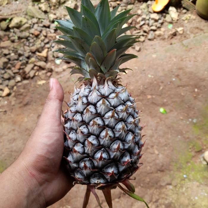 

buah nanas muda segar termurah ready
