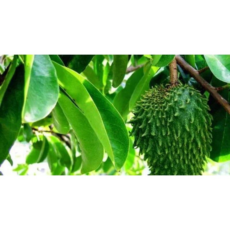 

Sahabattani PROMO 100 Lembar Daun Sirsak Segar Organik Herbal Obat Kanker Tumor Daun Sirsak Daun Segar Sirsak Daun Sirsak Daun Sirsak Segar Termurah Ori Asli