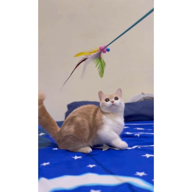 kucing bsh munchkin betina