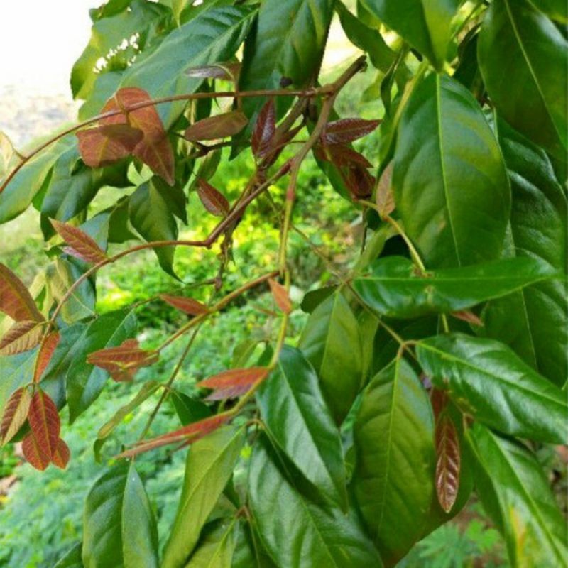

JUAL DAUN JENGKOL 50 LEMBAR BERKHASIAT AR