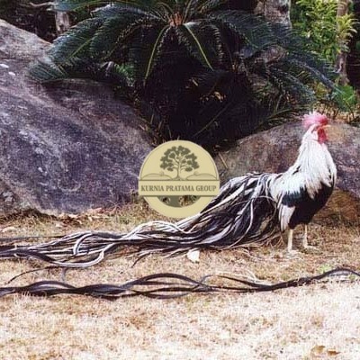 

Telur ayam hias onagadori ekor panjang fertil asli siap ditetaskan - ayam onagadori KURNIA PRATAMA GROUP