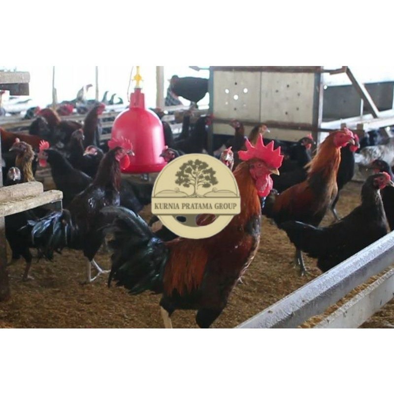 

TELUR AYAM KUB 2 JALUR PETELUR TANGGUH UNTUK DI TETASKAN KURNIA PRATAMA GROUP