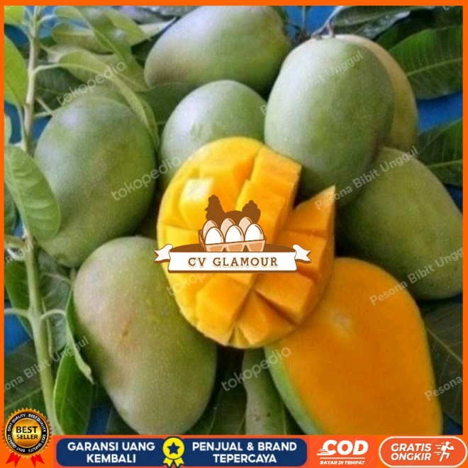 Bibit Mangga Harum Manis Probolinggo Tinggi 2 Meter Batang Besar Bibit Tanaman Super Unggul CV GLAMO