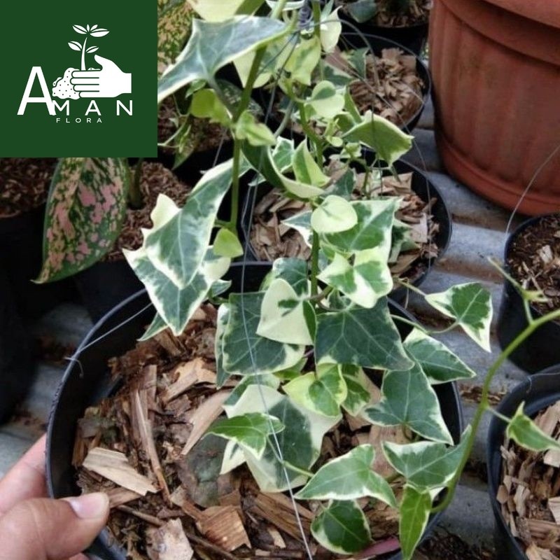 ## ( BISA COD ) TERMURAH Tanaman Hias Gantung Ivy Variegata / Bunga Hias Ivi English Varigata / Tana