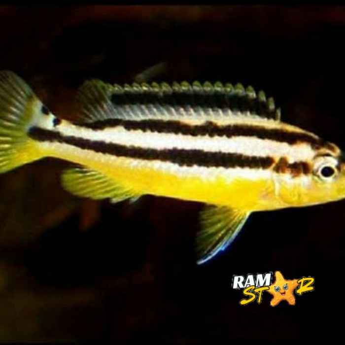 Siklid Niasa ISI 5 cichlid auratus