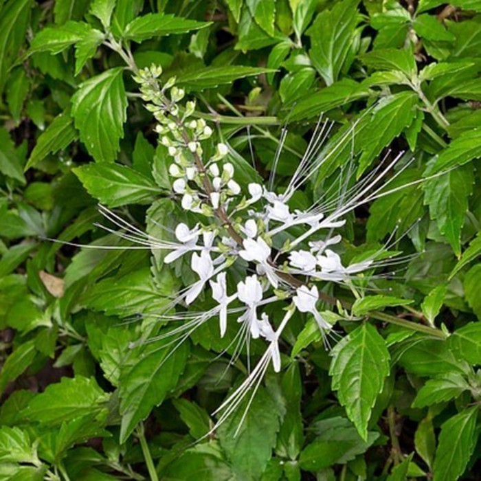 

Sahabatalam Daun Kumis Kucing Segar Organik 250gram lembar Obat Herbal