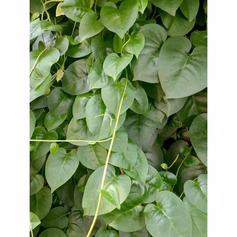 

Promo daun binahong segar fresh 500 gram T.R.S