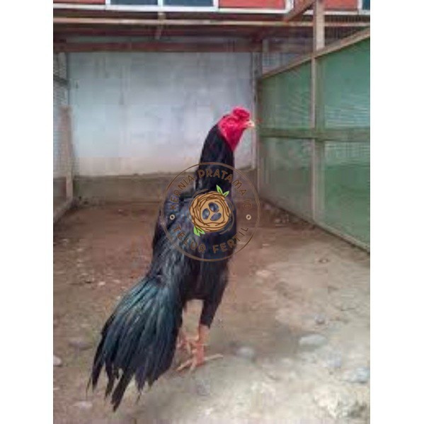 

TELUR TETAS AYAM PAKHOY TANGGUH UNTUK DI TETASKAN KURNIA PRATAMA ID