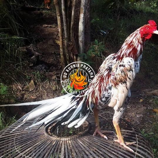 

Telur ayam bangkok ekor lidi / telur ayam hias fertil siap tetas UD KURNIA PRATAMA