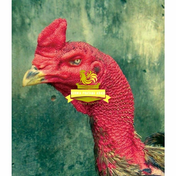 

telur ayam petarung saigon fertil asli siap ditetaskan - ayam saigon KURNIA PRATAMA ABADI