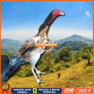 

telir tetas ayam shamo super CV GLAMOUR ID