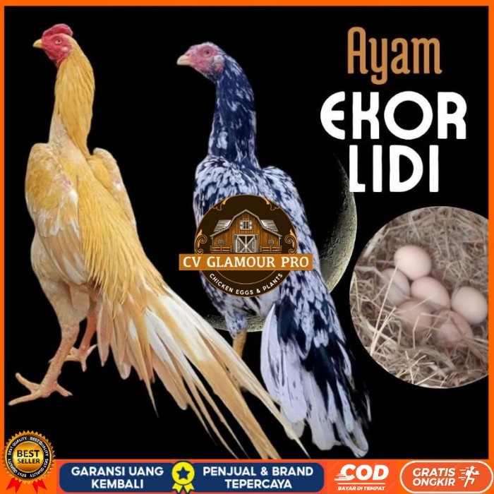 

telur ayam ekor lidi asli original bisa untuk di tetaskan fresh CV GLAMOUR PRO