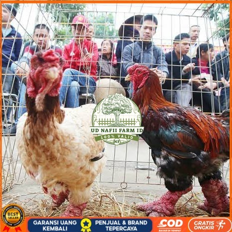 

Telur ayam dong tao / telur ayam hias / telur fertil siap tetas UD NAFII FARM ID