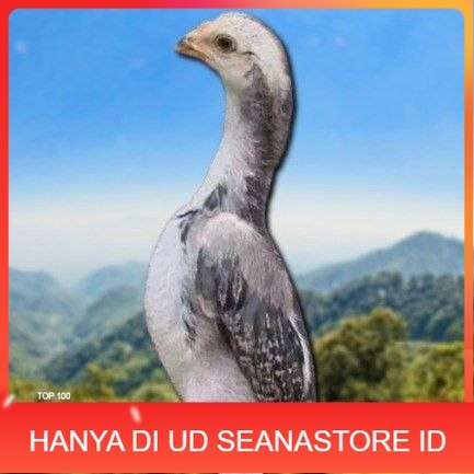 

telur tetas ayam shamo hitam UD SEANASTORE ID