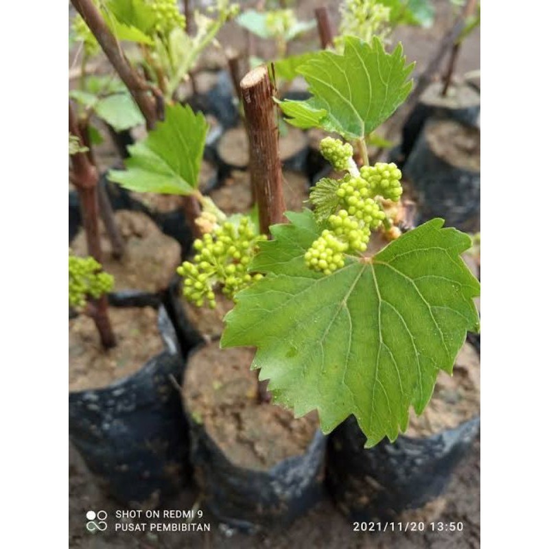 Bibit Tanaman Anggur Sudah Berbuah