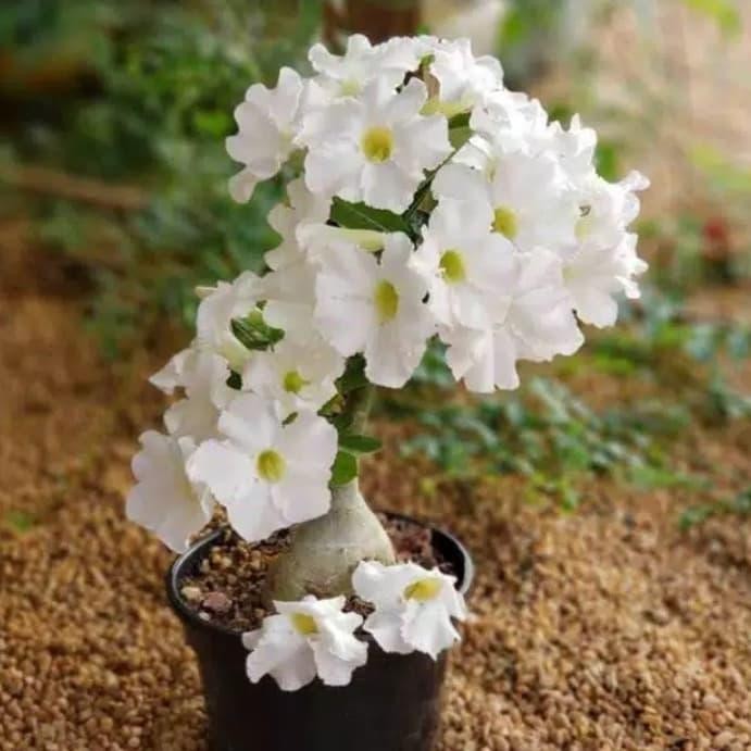 bibit tanaman hias adenium bunga putih- bibit tanaman hias adenium