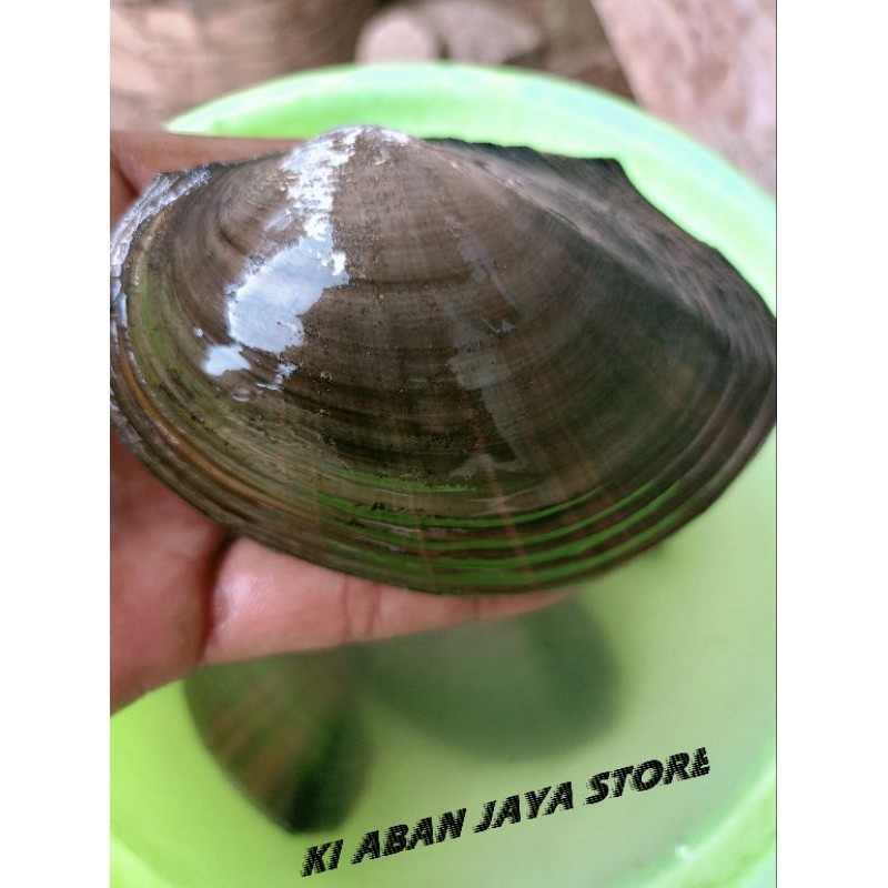

[COD] KERANG AIR TAWAR harga satuan