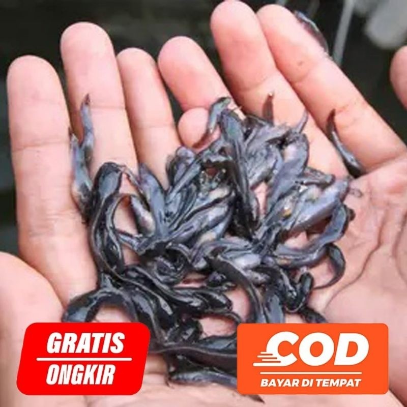 Bibit Ikan Lele Isi 50 Ekor Ukuran 2-4 cm