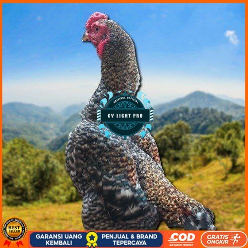

telur ayam shamo fertil untuk ditetaskan CV LIGHT PRO