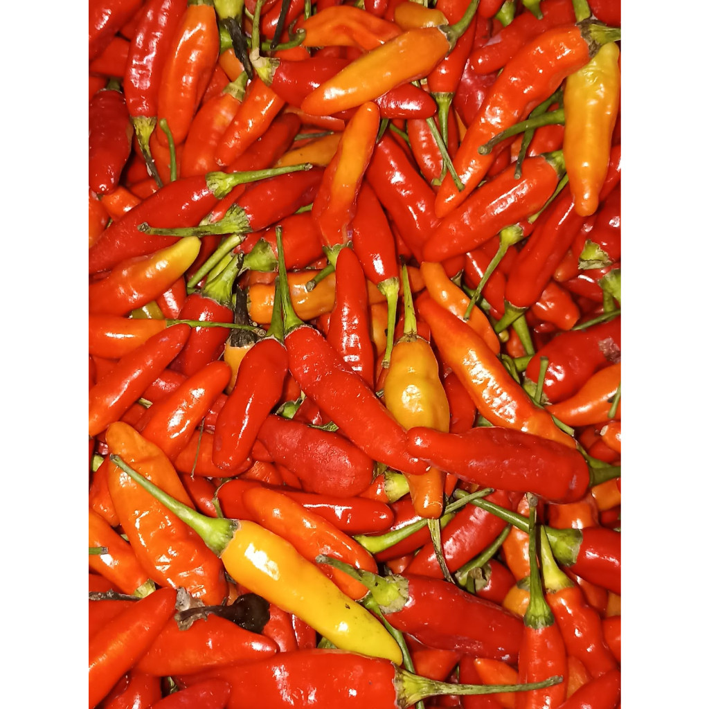 

Cabe Rawit Merah Segar 1Kg Tanpa Busuk terlaris berkualitas