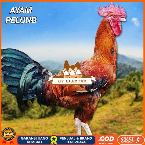 

telur ayam pelung jumbo super bisa untuk di tetaskan fertil CV GLAMOUR