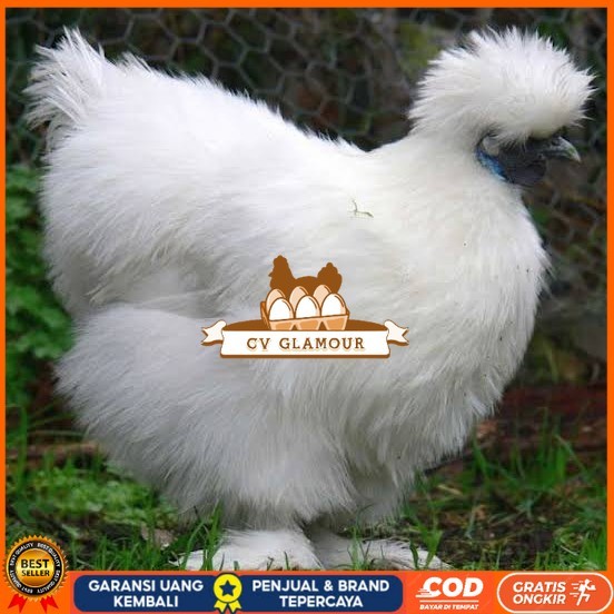 

Telur ayam kapas hias siap ditetaskan CV GLAMOUR