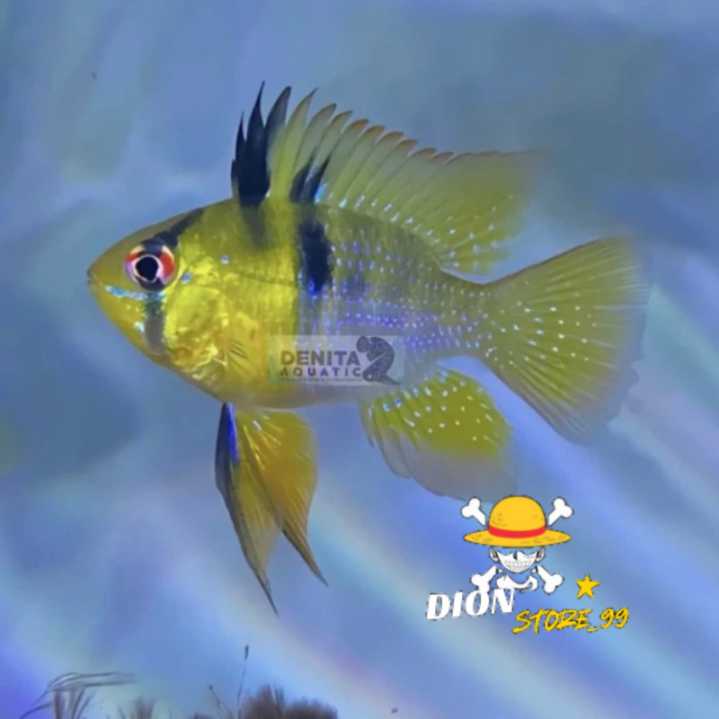 IKAN HIAS RAMIREZI GERMAN / RAMIREZI JERMAN / IKAN HIAS AQUASCAPE AQUARIUM / IKAN KUNING NYALAWI