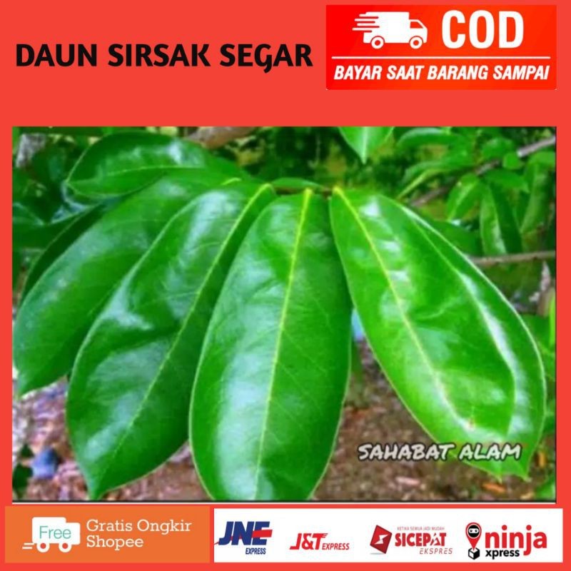 

Sahabattani DAUN SIRSAK SEGAR PER LEMBAR