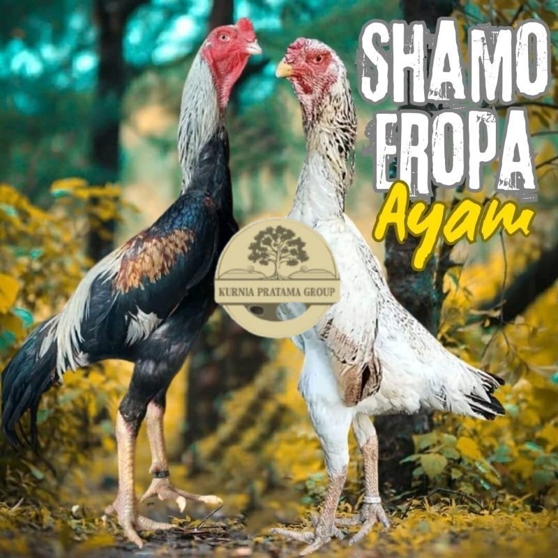 

telur ayam shamo eropa ori petarung bisa untuk di tetaskan KURNIA PRATAMA GROUP