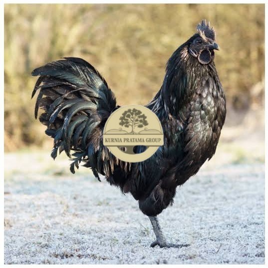 

Telur ayam cemani / telur ayam hias / telur fertil siap tetas KURNIA PRATAMA GROUP