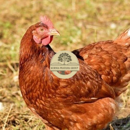 

Telur ayam rodhe island / telur ayam hias / telur fertil siap tetas KURNIA PRATAMA GROUP