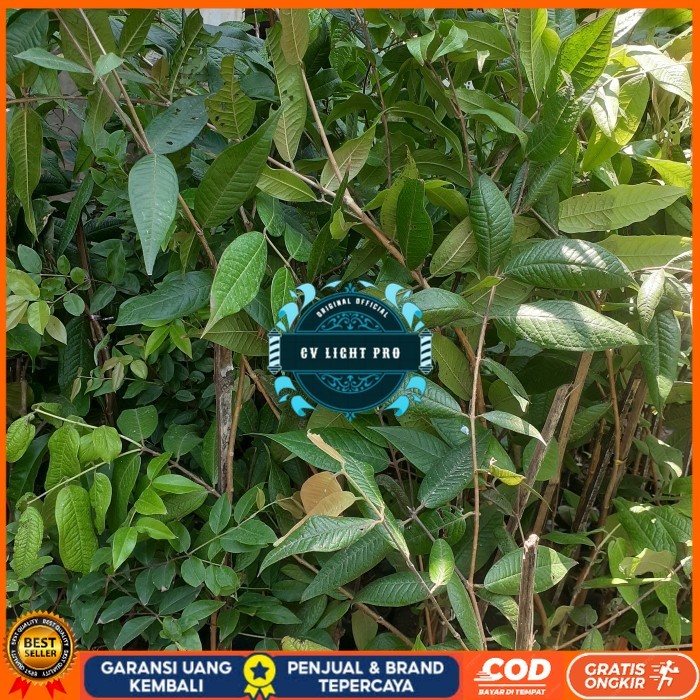 Bibit Anggur Pohon Brazil Putih | White Jaboticaba Langka Berkualitas Bibit Tanaman Super Unggul CV 