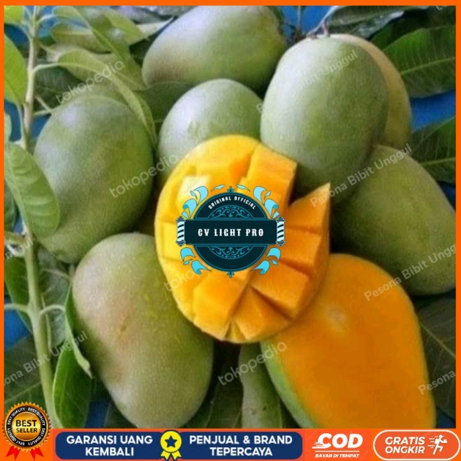 Bibit Mangga Harum Manis Probolinggo Tinggi 2 Meter Batang Besar Bibit Tanaman Super Unggul CV LIGHT