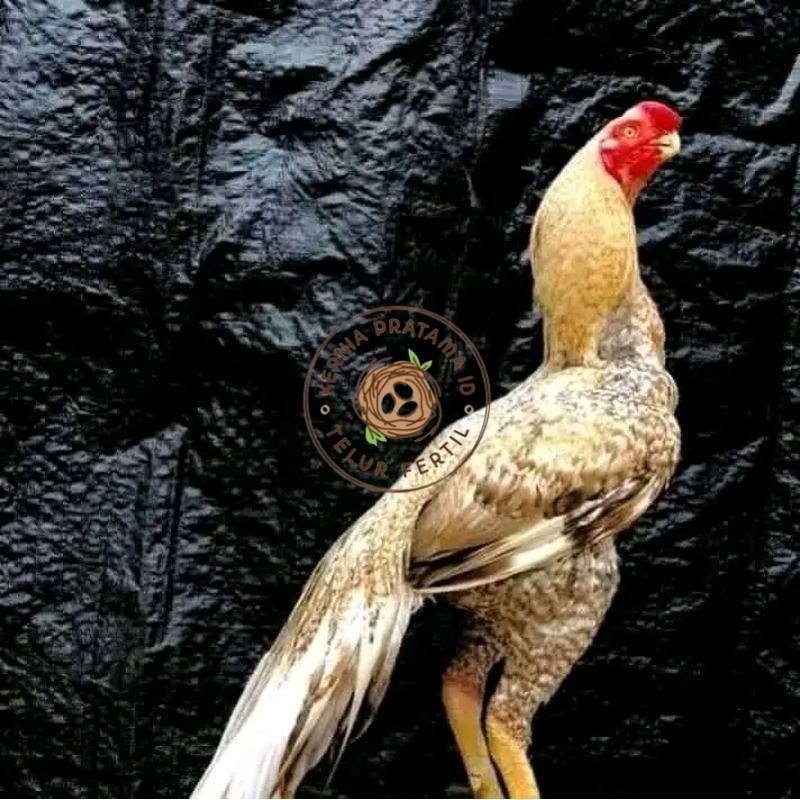 

telur fertil agsel Parrot kualitas terbaik KURNIA PRATAMA ID