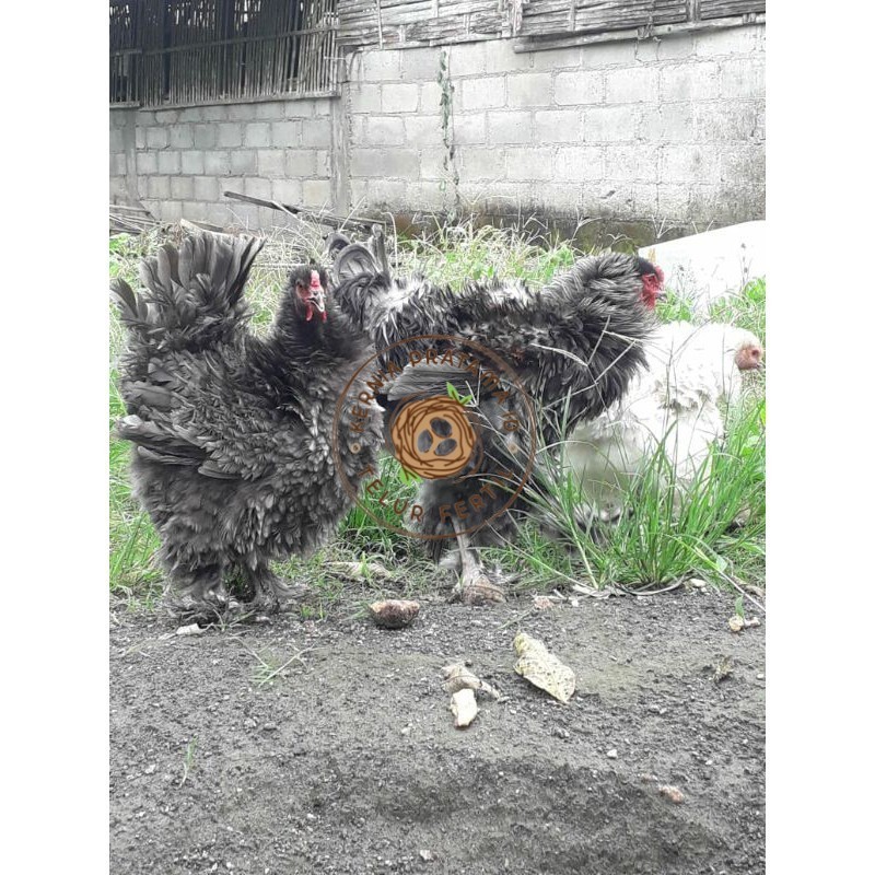 

TELUR AYAM HIAS BRAHMA BULU WALIK / AYAM BRAHMA FRIZEL UNTUK DI TETASKAN KURNIA PRATAMA ID