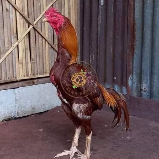 

Telur ayam bangkok shamo brazil / ayam petarung aduan untuk ditetaskan KURNIA PRATAMA ID