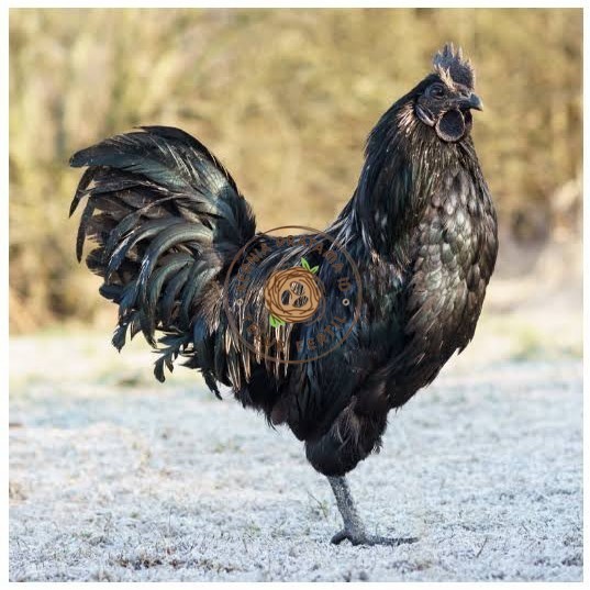 

Telur ayam cemani / telur ayam hias / telur fertil siap tetas KURNIA PRATAMA ID