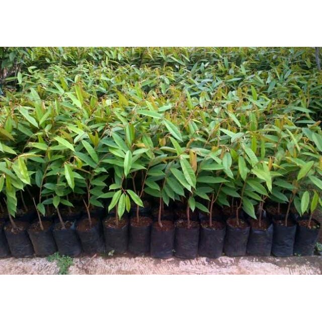 PROMO BIBIT DURIAN MUSANGKING JUMBO UNGGULAN SUPER BATANG PENDEK PEMBIBITAN DUREN MUSANG KING CEPAT 