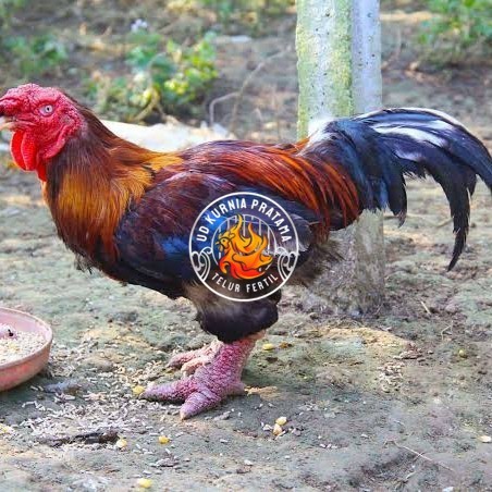 

Telur ayam dong tao / telur ayam hias / telur fertil siap cod UD KURNIA PRATAMA