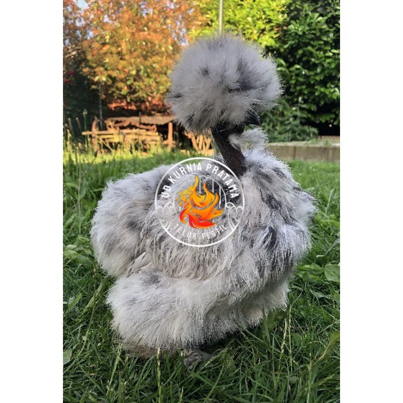 

TELUR AYAM HIAS SHOWGIRL SILKY / KAPAS SILKY LEGUN UNTUK DI TETASKAN UD KURNIA PRATAMA