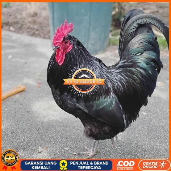 

Telur ayam black australorp fertil siap ditetaskan CV GLAMOUR ID