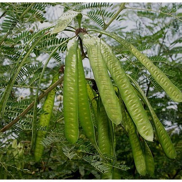 OHI  BIBIT STEK LAMTORO Bibit Tanaman Lamtoro/Petai Cina - bukan benih, harga termurah. KC